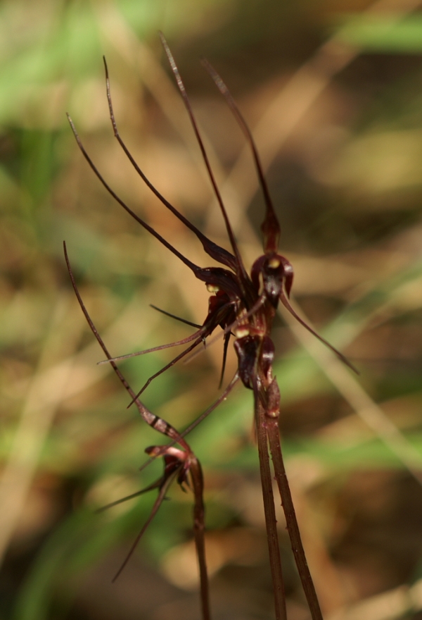Acianthus caudatus
